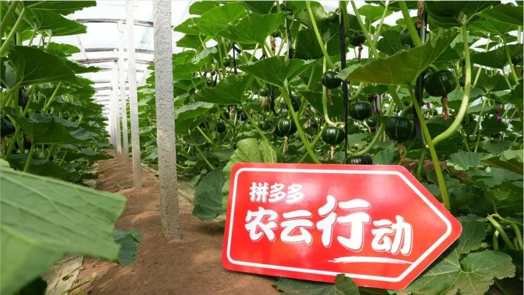 科技小院、新青年农人与拼多多 乡村振兴路上的时代新组合